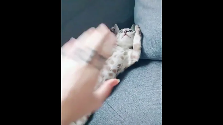 Video 29541: purebred bengal cat, bengal cat exotic, bengal cat kitten, quality bengal kitten, snow bengal kitten, silver bengal kitten, home bengal cats, beautiful bengal kittens, healthy kittens