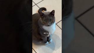 Cat people are the best