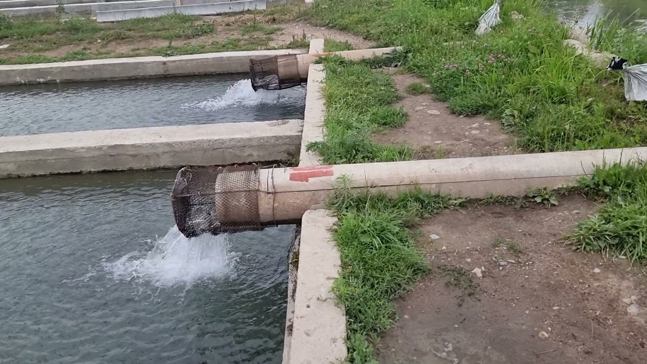 Балык чарба