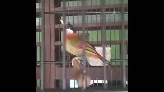 masteran pancawarna gacor @MASTER KICAU..  #viral