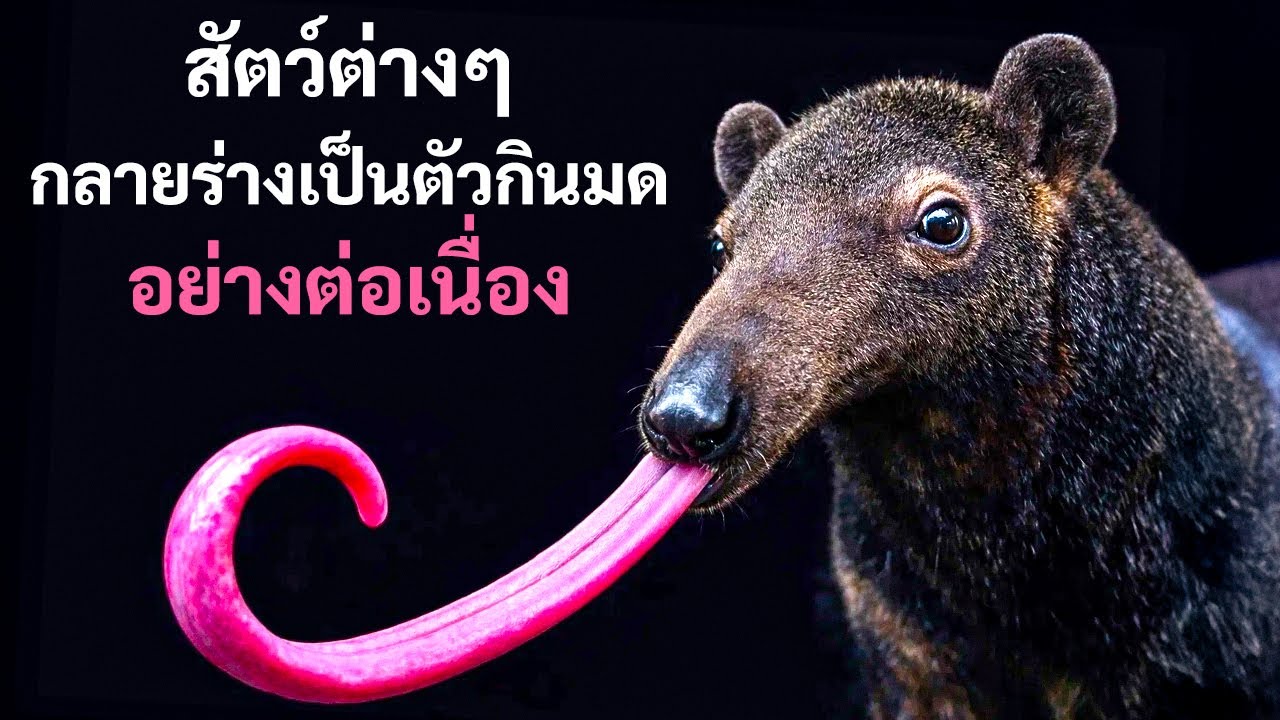 เหตุใดสัตว์เลี้ยงลูกด้วยนมจึงยังคงวิวัฒนาการไปเป็นตัวกินมด