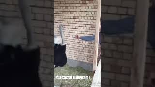 Mana Vapshe Daxshat Prikol Kulurib Ichak Uziladi