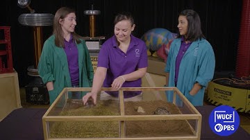 SCIENCE! Kids | Turtles vs. Tortoises