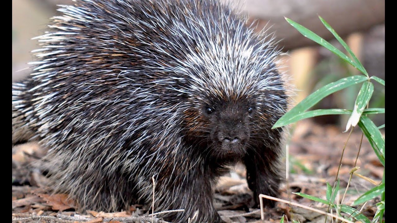 Why Porcupine Has Quills Anishinaabe Legend YouTube