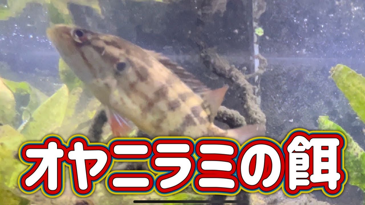 オヤニラミが大好きな餌三選 - YouTube