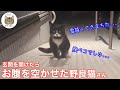 玄関にお腹を空かせた野良猫さんがやってきた