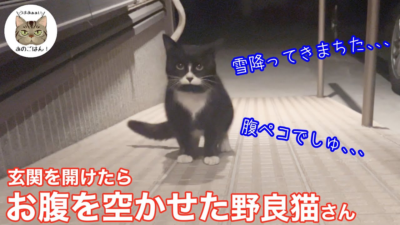 玄関にお腹を空かせた野良猫さんがやってきた Youtube