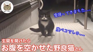 玄関にお腹を空かせた野良猫さんがやってきた