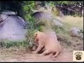Asalan ve Leopar Kapışması #aslan #leopard #shortvideo #hayvanlarındünyası #vahşihayvanlar