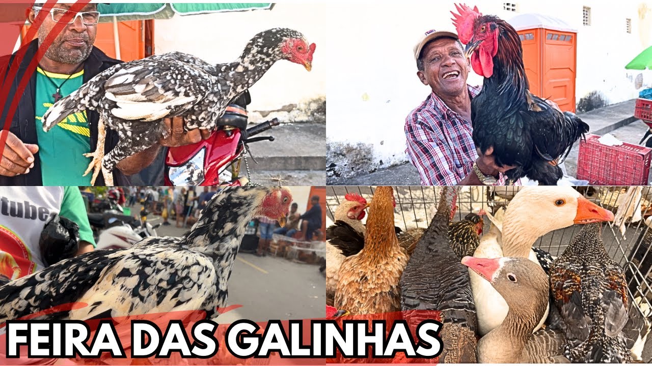 VEJA A FEIRA DAS GALINHAS TRADICIONAL DE ARAPIRACA-AL #nordeste DO BAIRRO BRASÍLIA (02-07-2024)