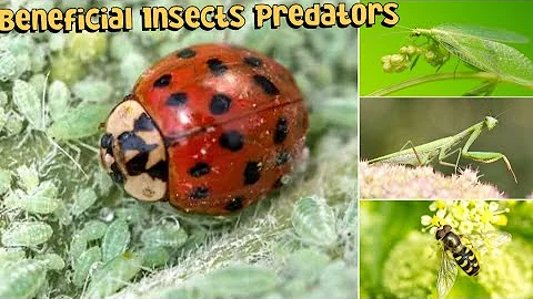 Beneficial Insects Predators