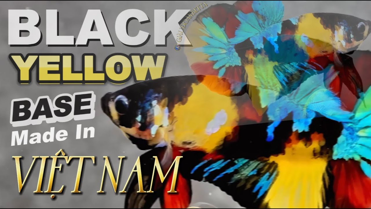 cá BETTA ngày 17 tháng 01/ NEMO GALAXY/ MULTICOLOR/ SOPPER FORM/ BIG SIZE/MINIGAME tặng cá VIP.!