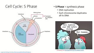 Cell Cycle Part 2: Interphase, G1, S, and G2