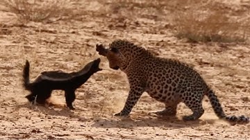 Injured Honey Badger Fights Back Against Leopard | World Wild Web |
