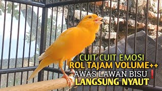 kenari gacor panjang Cuit Cuit EMOSI, Pancingan Kenari Paud Belajar Bunyi, terapi AMPUH Kenari MACET