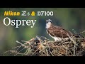 Nikon Z6 & D7100 • Osprey Photography with 500 f/4  & 18-400 Tamron