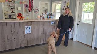 Pet Boarding Experience at Dorr Vet