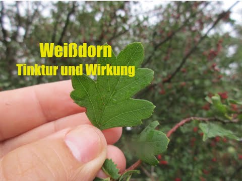 Video: Weißdorn-Tinktur zu Hause