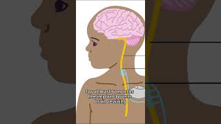 Celebrity Vagus Nerve Stimulation Erases PTSD! Wealth