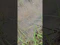 fishing  #fish #fishingvideo #fishinglife #fish