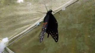 Butterfly Release Celebration
