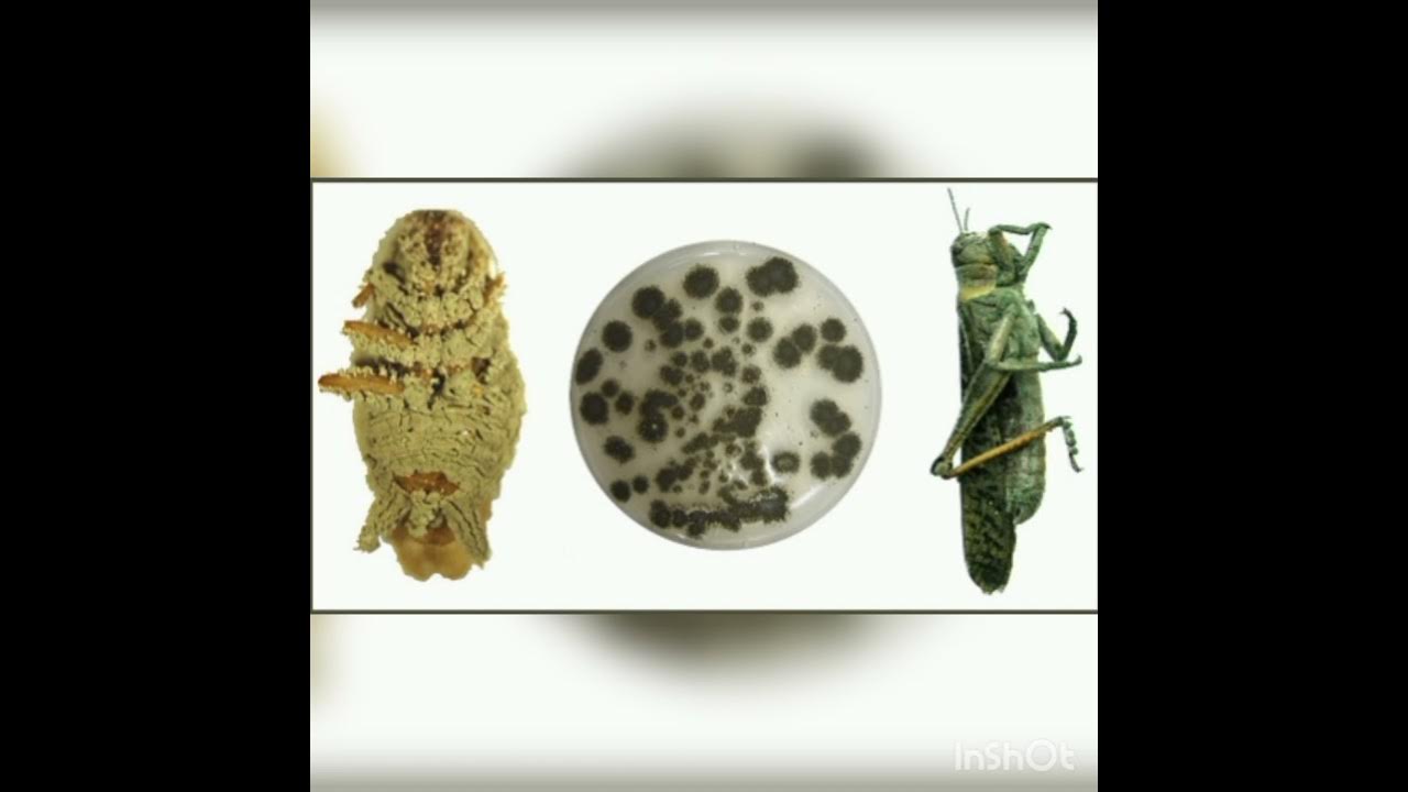 Метаризиум в микроскоп. Metarhizium anisopliae. Метаризиум триходерма. Metarhizium anisopliae микроскопия. Метаризиум в микроскоп.