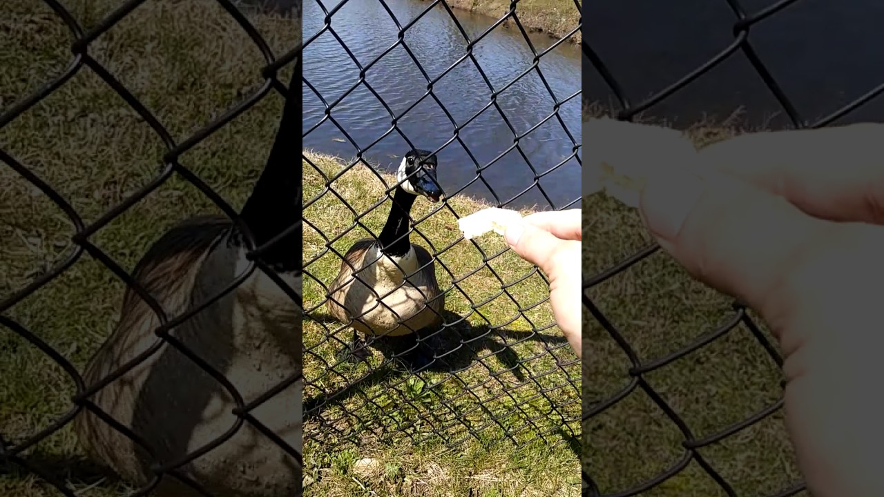 Hissing Goose, Trying to feed Father Goose YouTube