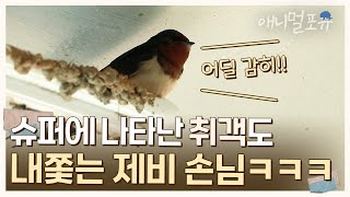 서울 한복판 슈퍼에 살림 차린 제비 가족 🐦 취객도 내쫓아 줌ㅋㅋㅋ | KBS 굿모닝 대한민국 라이브 210506 방송