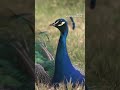 Over 100 birds invade seaside town in northern Italy 🦚