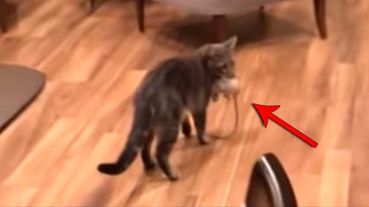 Женщина не могла поверить своим глазам, когда увидела, кого этот кот ...