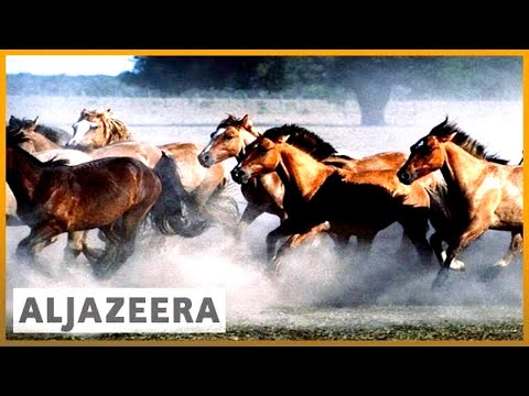 🇦🇷Argentina polo horse cloning faces controversy | Al Jazeera English
