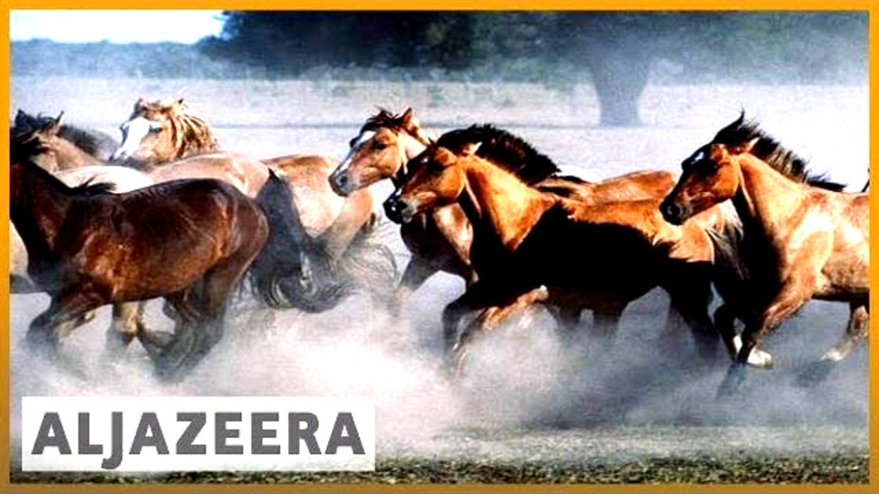 🇦🇷 استنساخ خيول البولو الأرجنتينية يواجه جدلاً | الجزيرة الإنجليزية