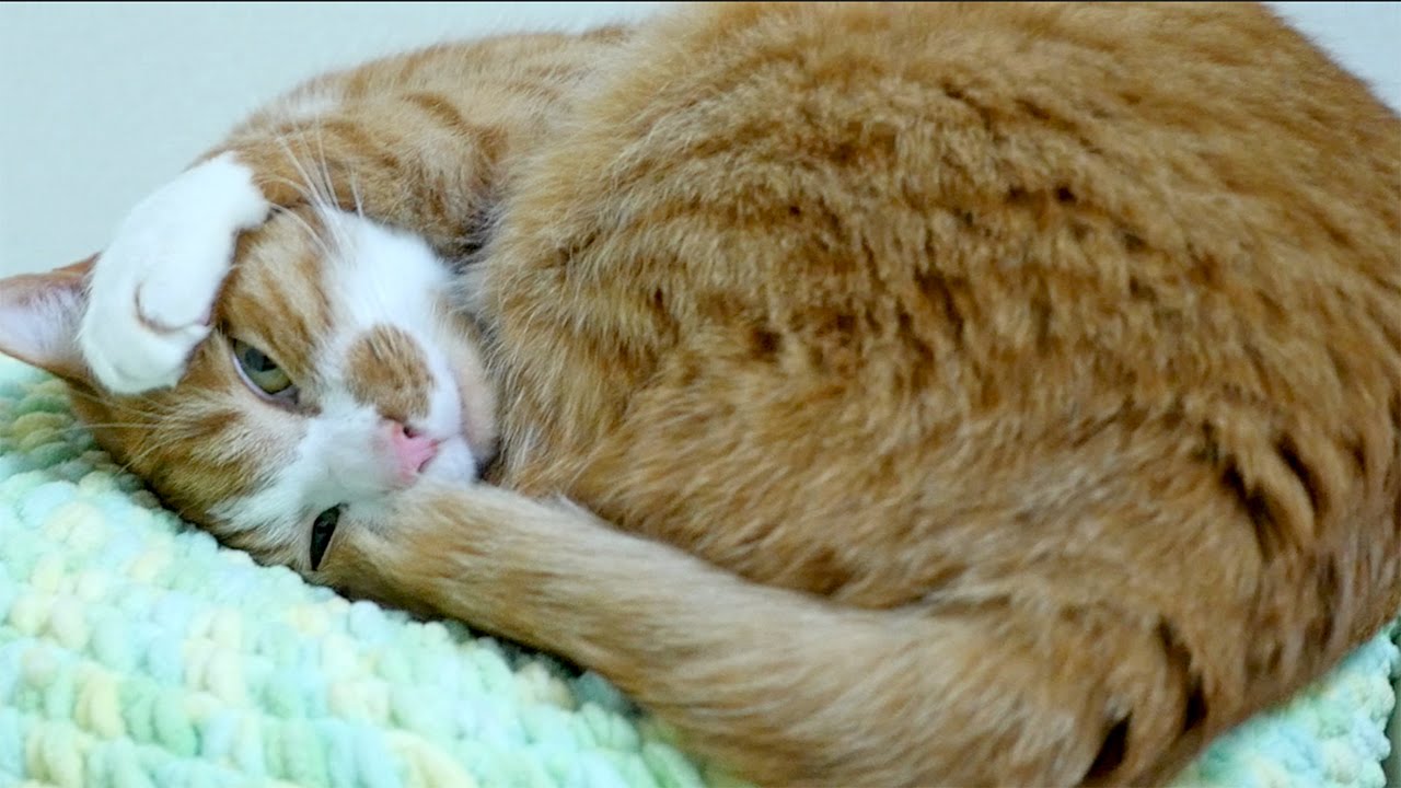 kawaii emoticons 茶トラ猫マック〜赤ちゃん気分で寝てみる？かわいい寝顔で幸せ♪　-Cute Cat Mac Sleeping for the first time on a handmade bed.