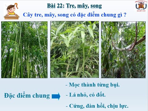 Video Khoa học Lớp 5 - Bài 22: Tre, mây, song - youtube