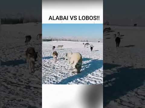 Alabai vs Lobos!!!