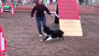 Moss Any Size Agility Devon Dogs 07042013
