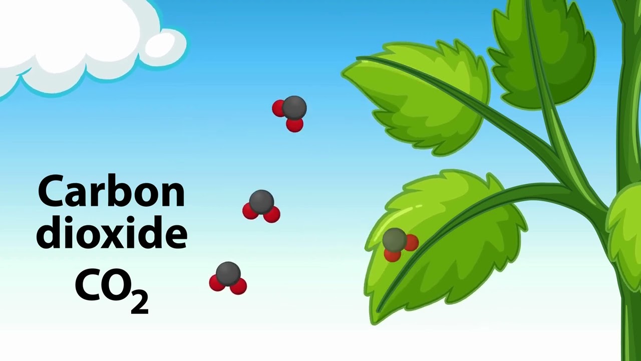fatsia plant indoor Buy Foliage Plants for Shade Gardens main image 1