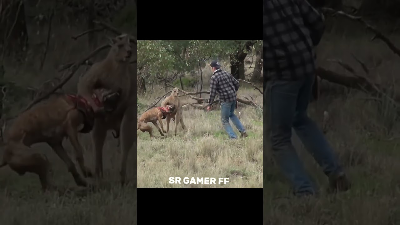 Poor kangaroo🦘😈😈