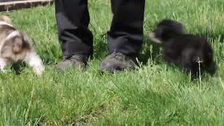 Mini Schnauzer Puppies For Sale