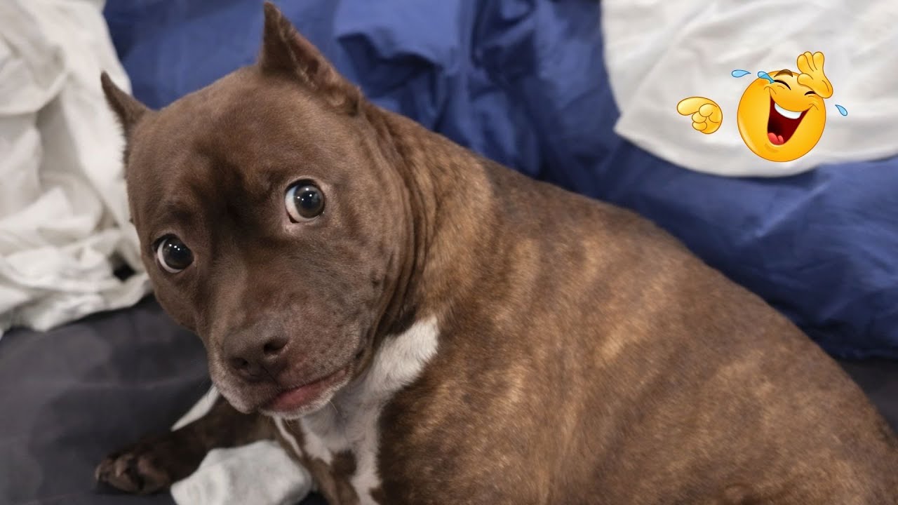 I Can’t Believe These Dogs Are Still This Funny 😂 Best Funny Dog Videos of 2026 🐶