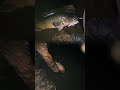 Big Topwater Murray Cod #murraycod #cod #fishing #topwater #fishing #lures #river #landbased #nsw