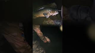 Big Topwater Murray Cod #murraycod #cod #fishing #topwater #fishing #lures #river #landbased #nsw