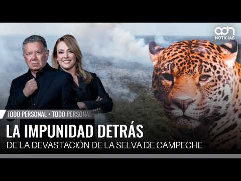 Grupos criminales invaden y destruyen la selva maya en Campeche | Todo Personal