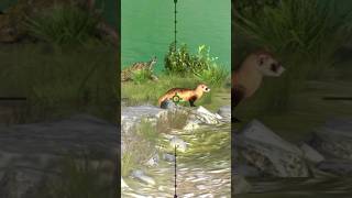 Hunting Wolf #wiki #hunting #part-2