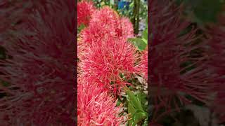 火球花Scadoxus multiflorus #beautiful #natural #travel #drone #explore #zeenweb #taiwan #flowers