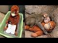 He Was Abandoned... Until He Found This 🧡🐒
