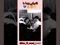 سيليباتار قهوة ولا تاي 