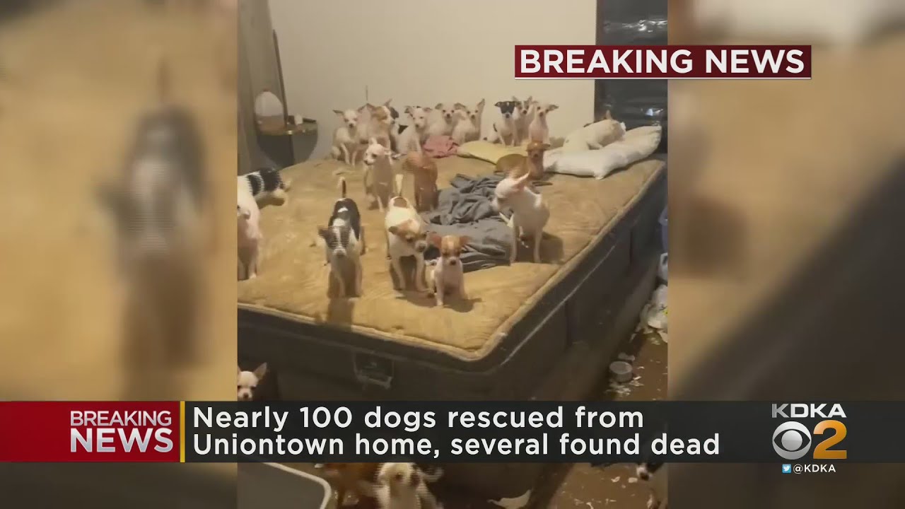 Nearly 100 Dogs Rescued From Fayette County Home - YouTube