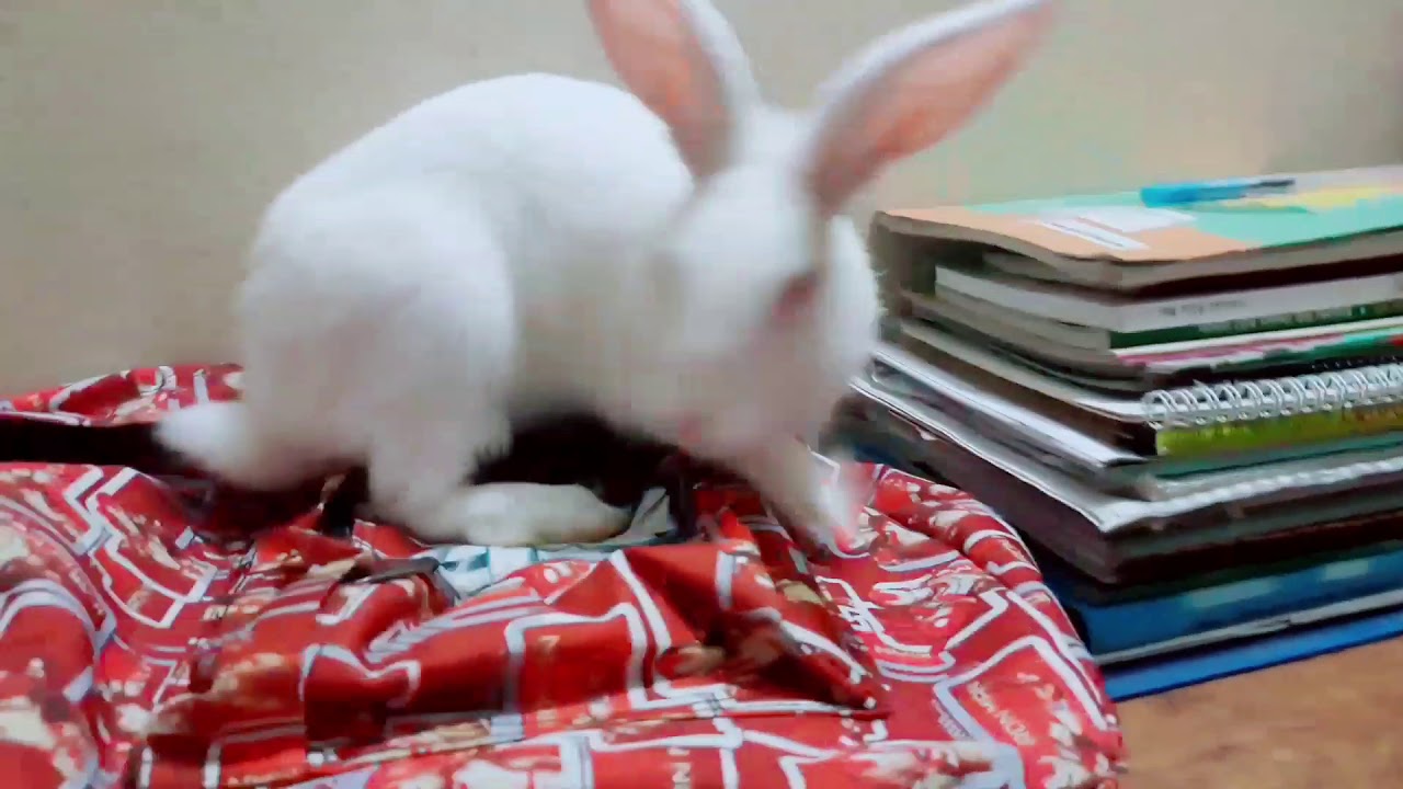 Rabbit 