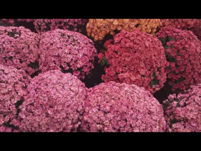 ШАРОВИДНЫЕ ХРИЗАНТЕМЫ - ОСОБЕННОСТИ ВЫРАЩИВАНИЯ